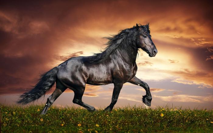 Arabian Horse Wallpapers - Top Những Hình Ảnh Đẹp